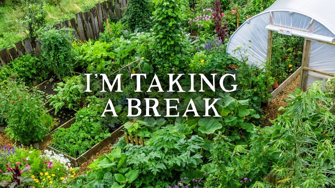 Channel Update, September Sowing List & Huw's Garden Diaries