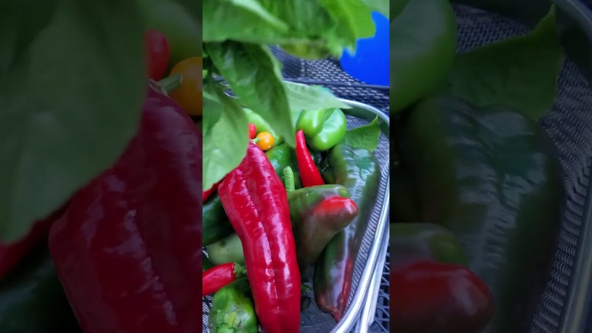 Harvesting Peppers + Basil #garden #harvest #containergardening #growyourownfood #shorts #summer