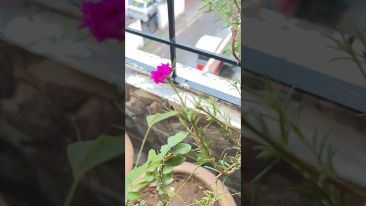 Monsoons vibes !| #My beautiful balcony #gardening #ytshorts #plantscuttings #khansisters #shorts Monsoons vibes !| #My beautiful balcony #gardening #ytshorts #plantscuttings #khansisters #shorts