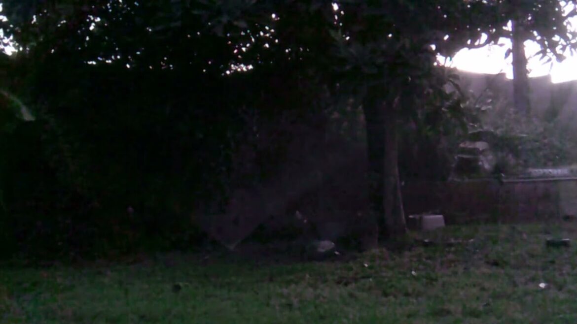 Future plans for Back Garden reads - 30/08/2024