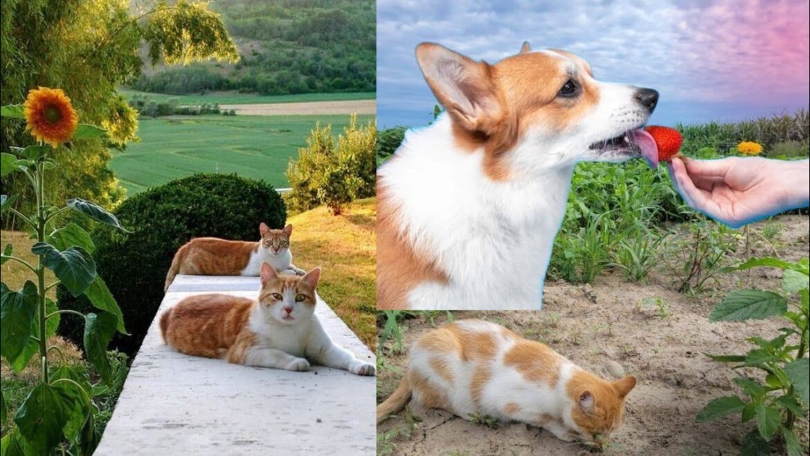 Gardening for Pets: Creating a Safe and Edible Garden for Your Furry Friends "Gardening for Pets: Creating a Safe and Edible Garden for Your Furry Friends"