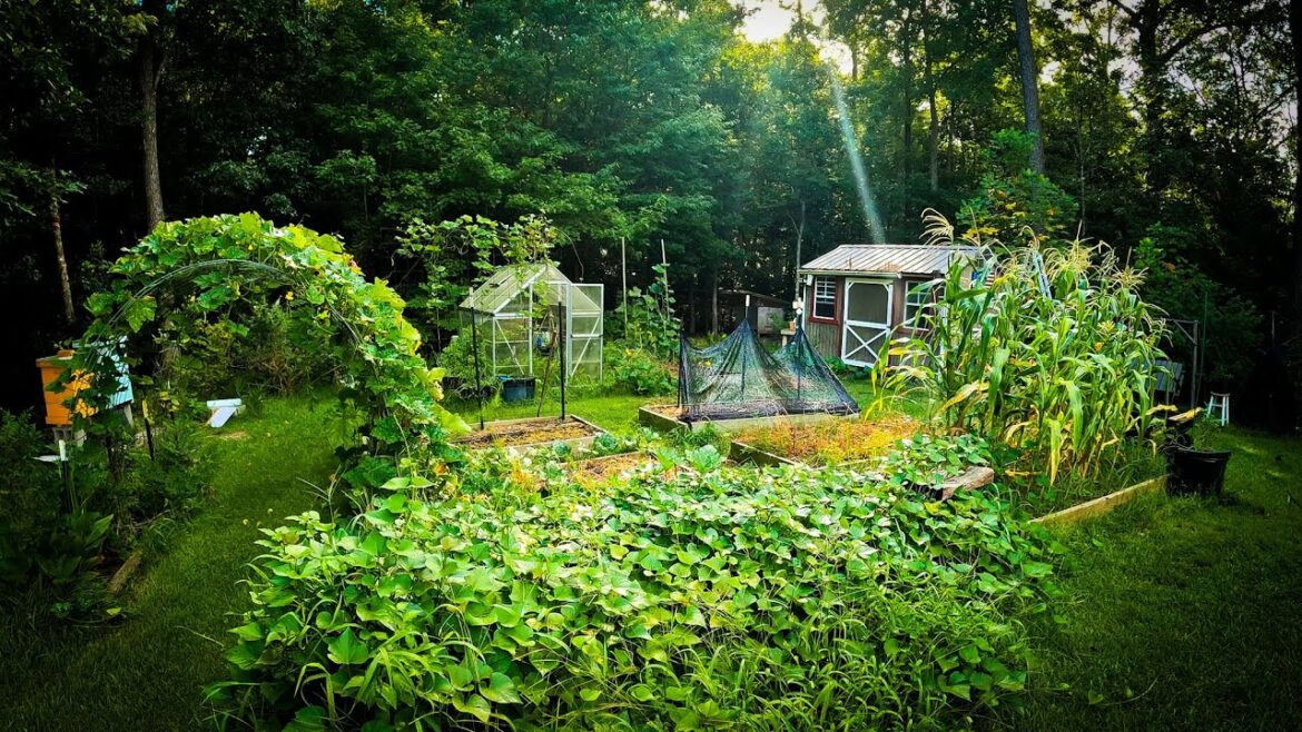 This is what you should focus on in your garden