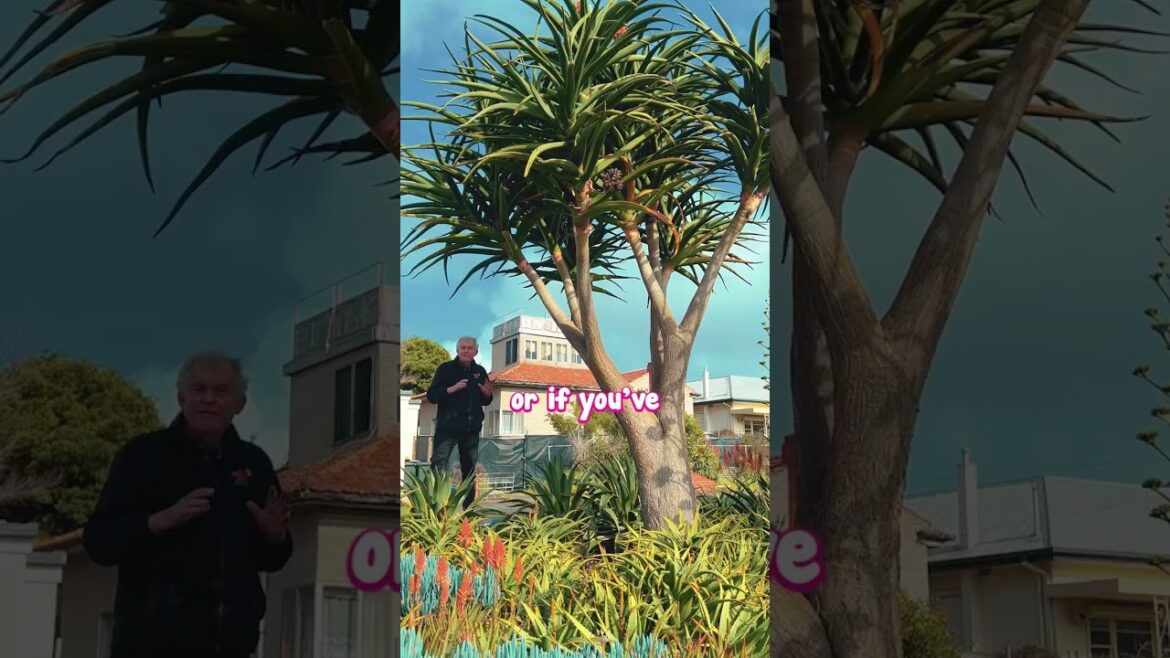 Tree Aloe is the Living Sculpture Your Coastal Garden Has Been Needing! Tree Aloe is the Living Sculpture Your Coastal Garden Has Been Needing!