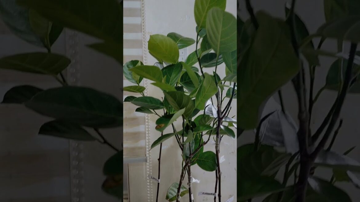 ๐ See Comment | Growing EVIARC the Sweetest Jackfruit | Advantages of Growing a Grafted Inarching ๐ See Comment | Growing EVIARC the Sweetest Jackfruit | Advantages of Growing a Grafted Inarching