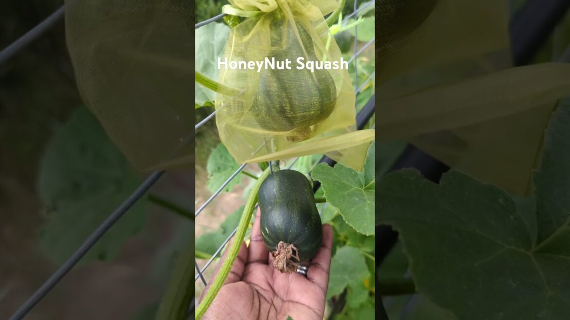 HoneyNut Squash