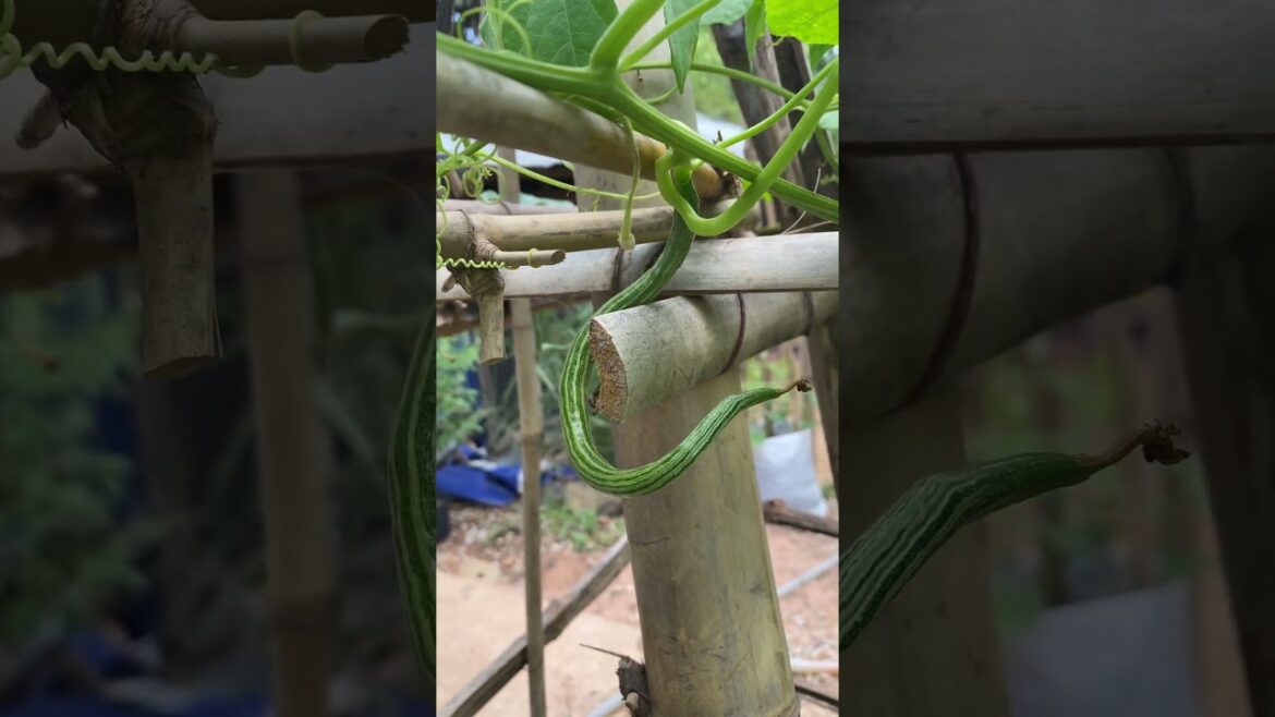 My backyard garden idea for everyone / my daily life with garden #meimeigarden #tipsgarden My backyard garden idea for everyone / my daily life with garden #meimeigarden #tipsgarden