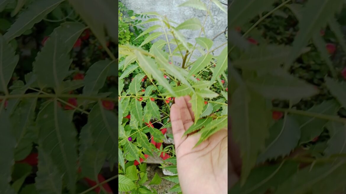 The Importance of Planting Trees 🌴 #plants#gardening#shorts#viralshort