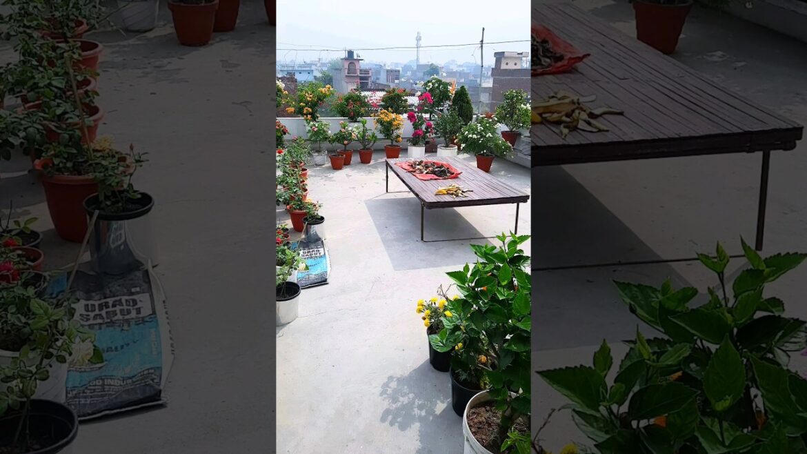 bougainvillea blooming | gardening | summer flowers | #bougainvillea