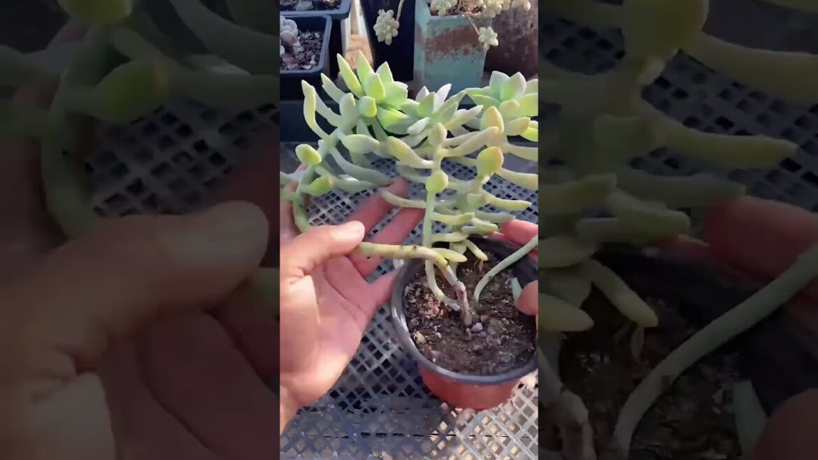 The Garden Revolution 🌸 Discover Bold New Trends in Botanical Design!