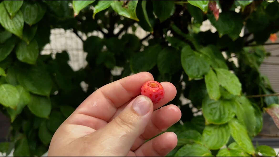 URBAN SURVIVAL (Wild Edibles In The City) Kousa Dogwood...