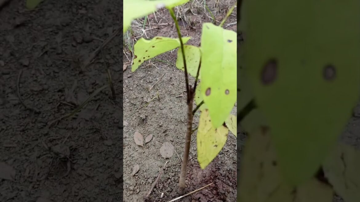 I Transformed My Farm Into An Organic Plantation!