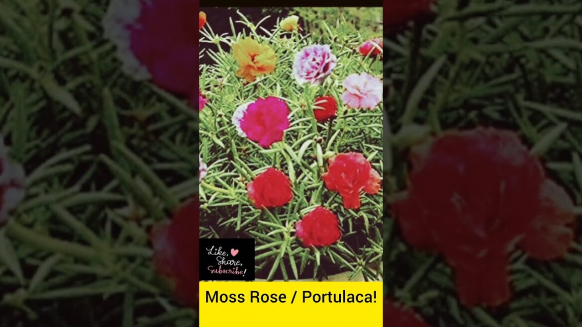 Chhota Sa Paudha, Badi Khushiyan! | Moss Rose Care Tips" #MossRose #GardenTips #Portulaca #Gardening