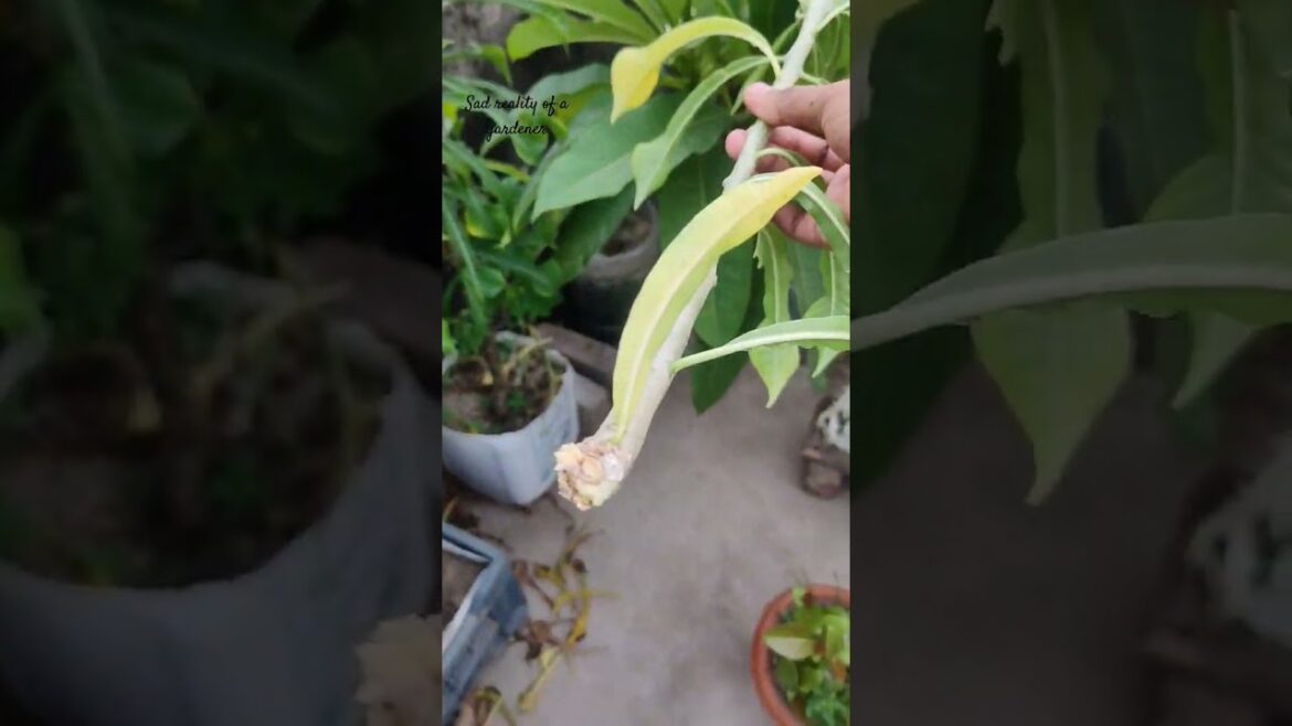 sad reality of a gardener #gardening