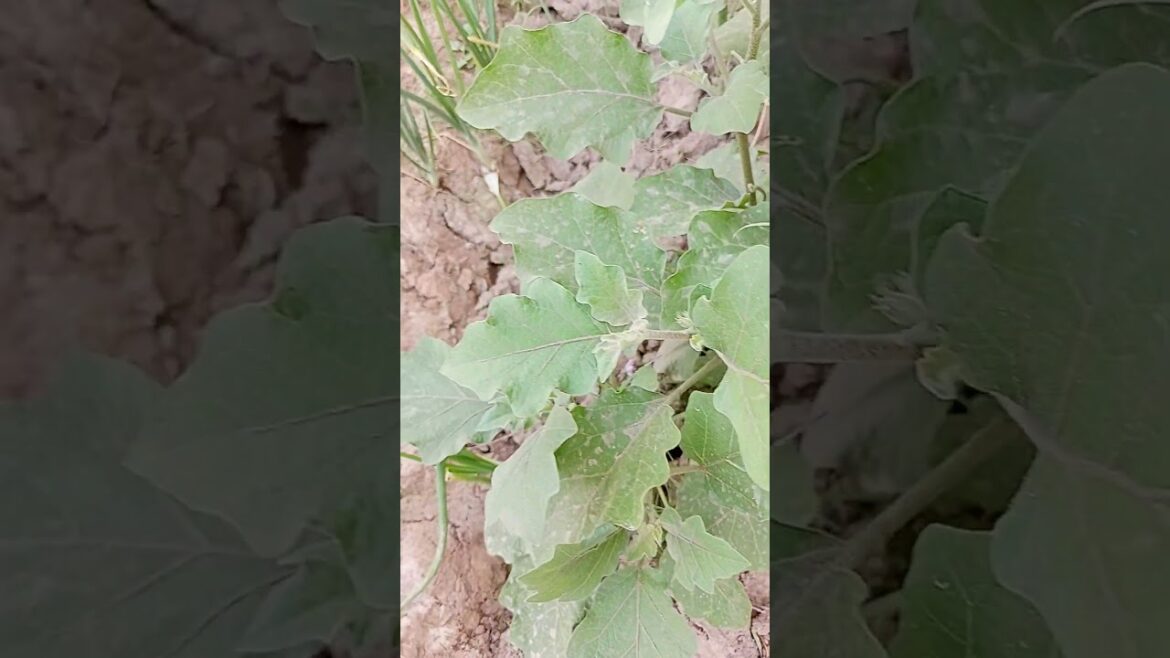 Best crops to grow in January and February |Profitable farming | Vegetable farming in Pakistan 2024 Best crops to grow in January and February |Profitable farming | Vegetable farming in Pakistan 2024