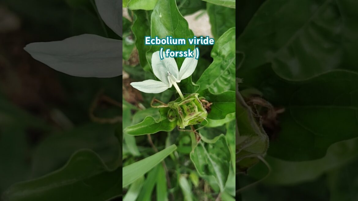 Ecbolium viride(forssk) #gardening #tips #mygarden #shorts   #shortvideos #ytshorts