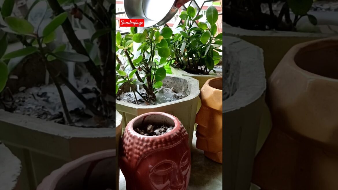 Plant Care #plant #plants #planting garden #gardening #gardenscapes #gardentour #sundrylaze#shotrs