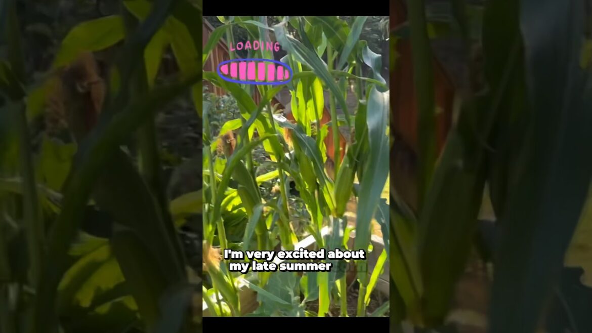 Winners and Losers in the Summer Garden #summergardening #gardeningtips #gardentour #gardening Winners and Losers in the Summer Garden #summergardening #gardeningtips #gardentour #gardening