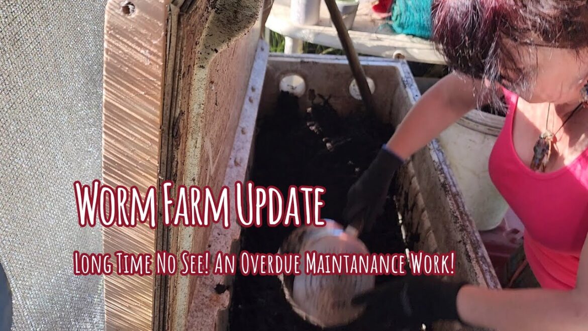 Worm Farm Update - The Best Compost Ever! #gardening #selfsufficiency #permaculture