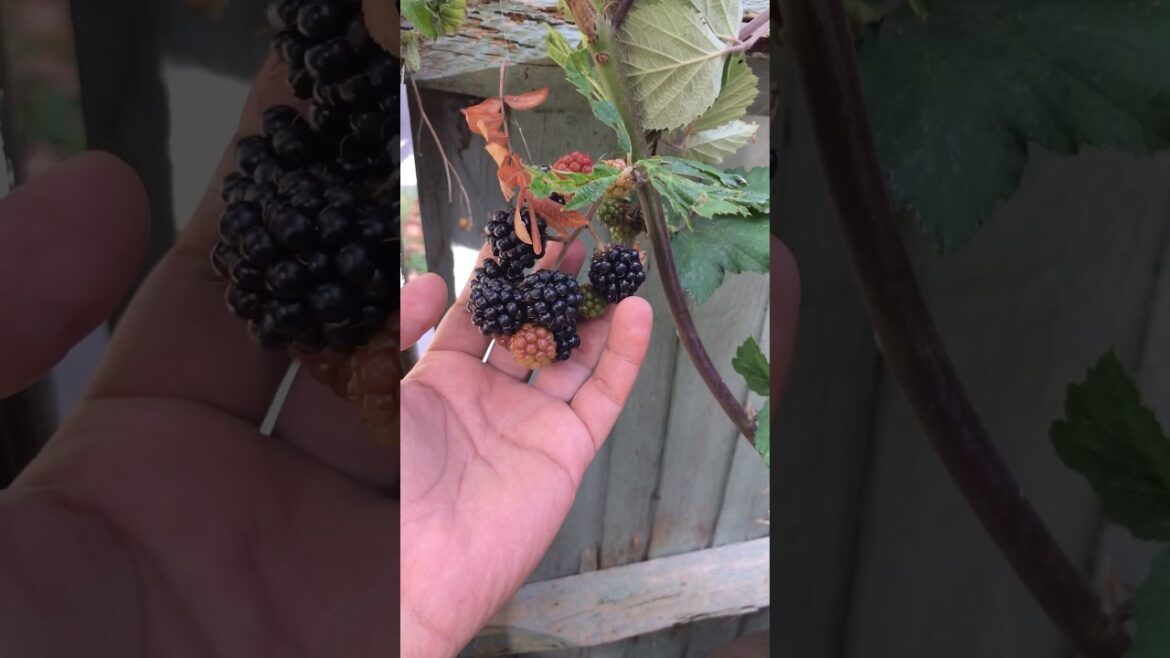 Blackberry in UK garden | #berry #plants #blackberry #gardening #UKgarden #containergardening