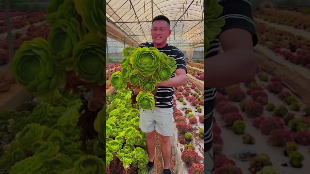 From Seeds to Sensations 🌸 The Garden Trends Everyone’s Talking About!