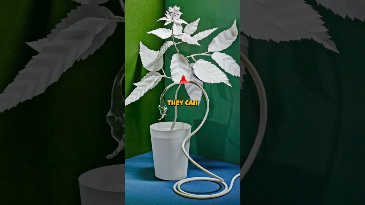 Did You Know Plants Can Think? 🌱🧠 #plans #nature #weirdnature #facts #shorts Did You Know Plants Can Think? 🌱🧠 #plans #nature #weirdnature #facts #shorts