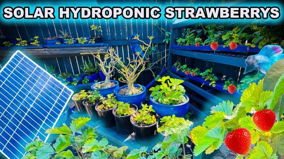 I MADE A HOME SOLAR HYDROPONIC STRAWBERRY SYSTEM! I MADE A HOME SOLAR HYDROPONIC STRAWBERRY SYSTEM!