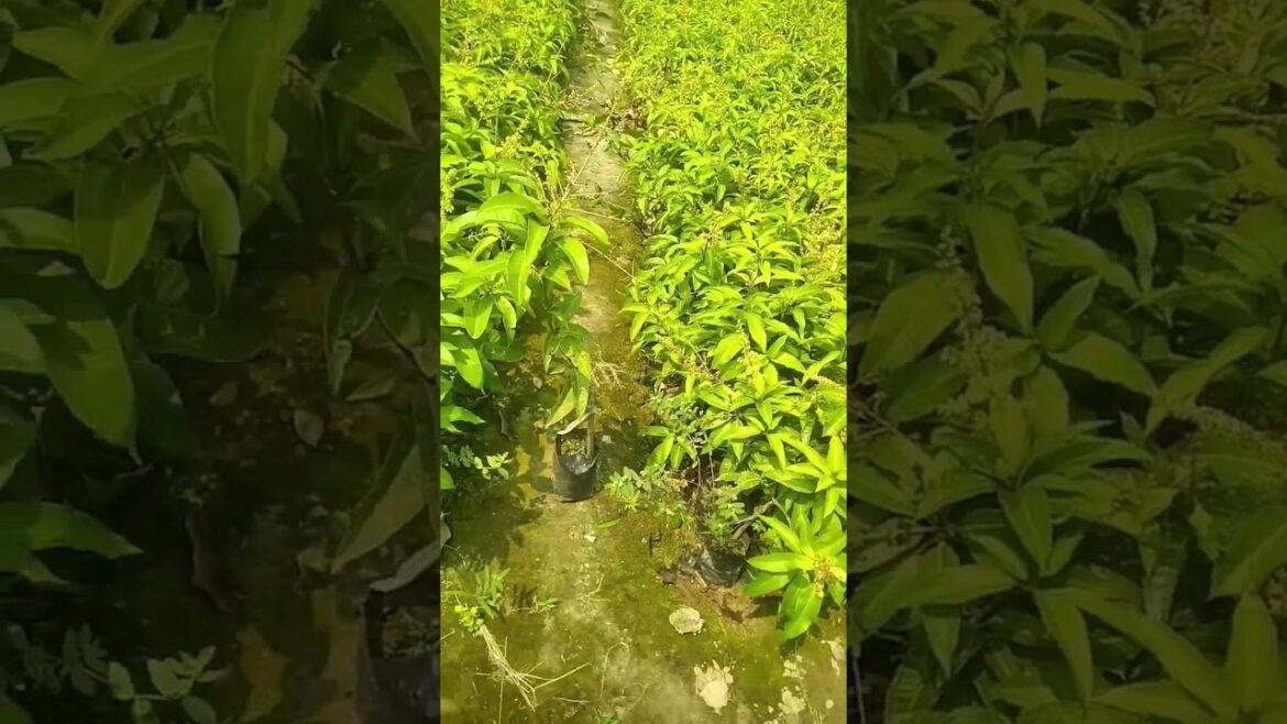 THAILAND ALL TIME MANGO. CALL-8436202011 #fruit #gardening #nature #mango #garden #plants #shorts