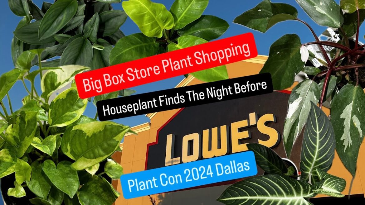 Big Box Store Plant Shopping Lowe’s Houseplants Night Before Plant Con 2024 Dallas Plant Finds Big Box Store Plant Shopping Lowe's Houseplants Night Before Plant Con 2024 Dallas Plant Finds