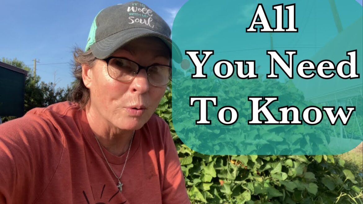 Sweet Potatoes Already? Grown in Containers?