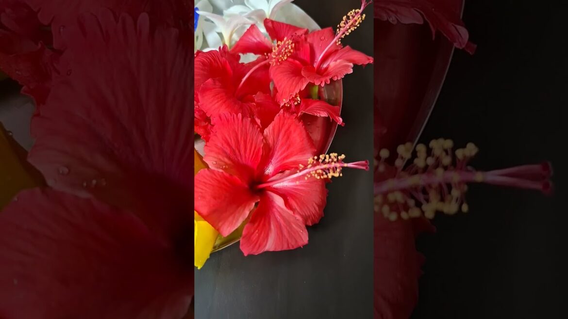 Most Beautiful Pooja Ke Phool Blooms in My Garden (2024) | Shorts | Viral