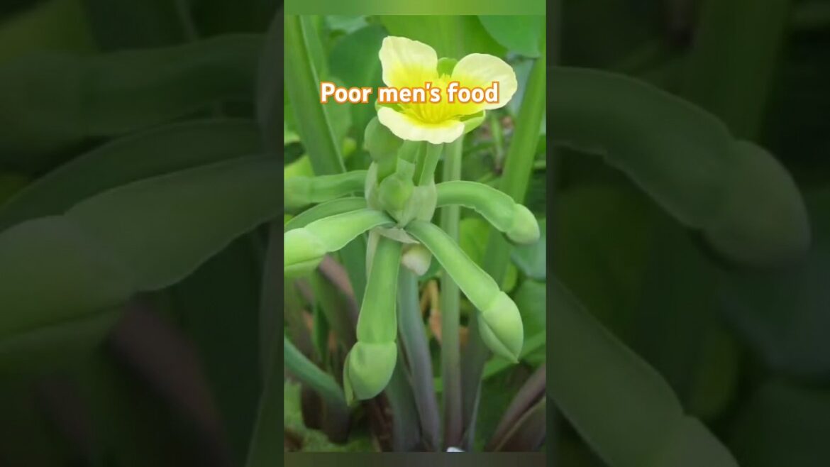 Limnocharis flava benefits #watergardening #nature #vegetables #shorts Limnocharis flava benefits #watergardening #nature #vegetables #shorts