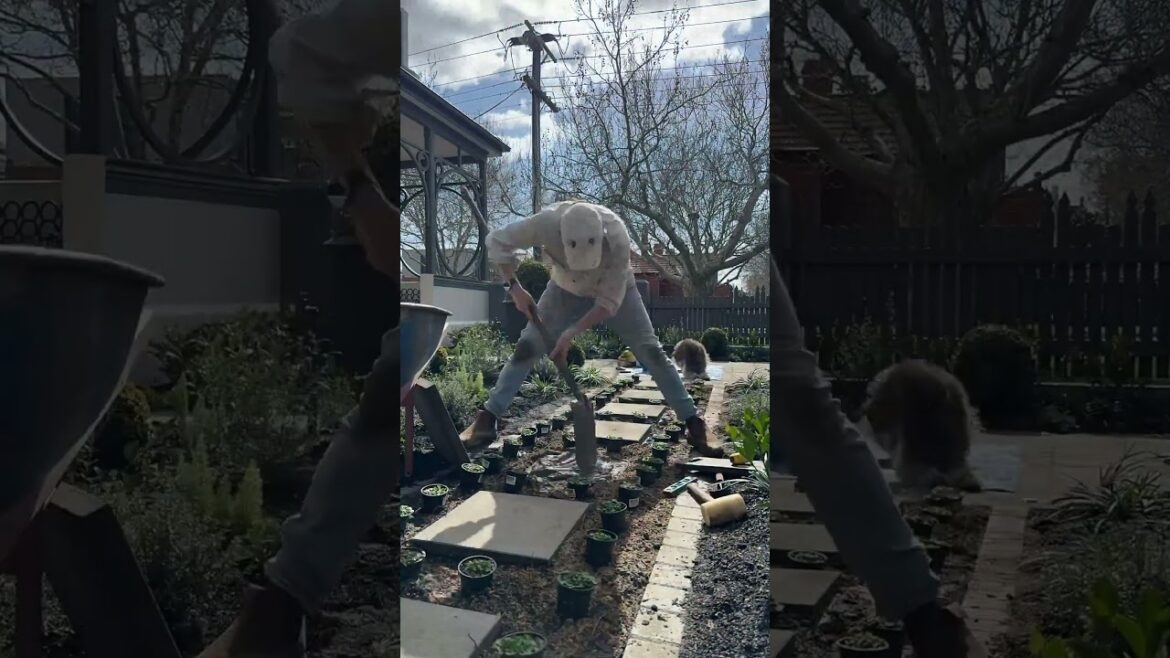 Create a Lush Green Yard #yardcleanup #GardenMakeover #LandscapingIdeas  #BeforeAndAfter