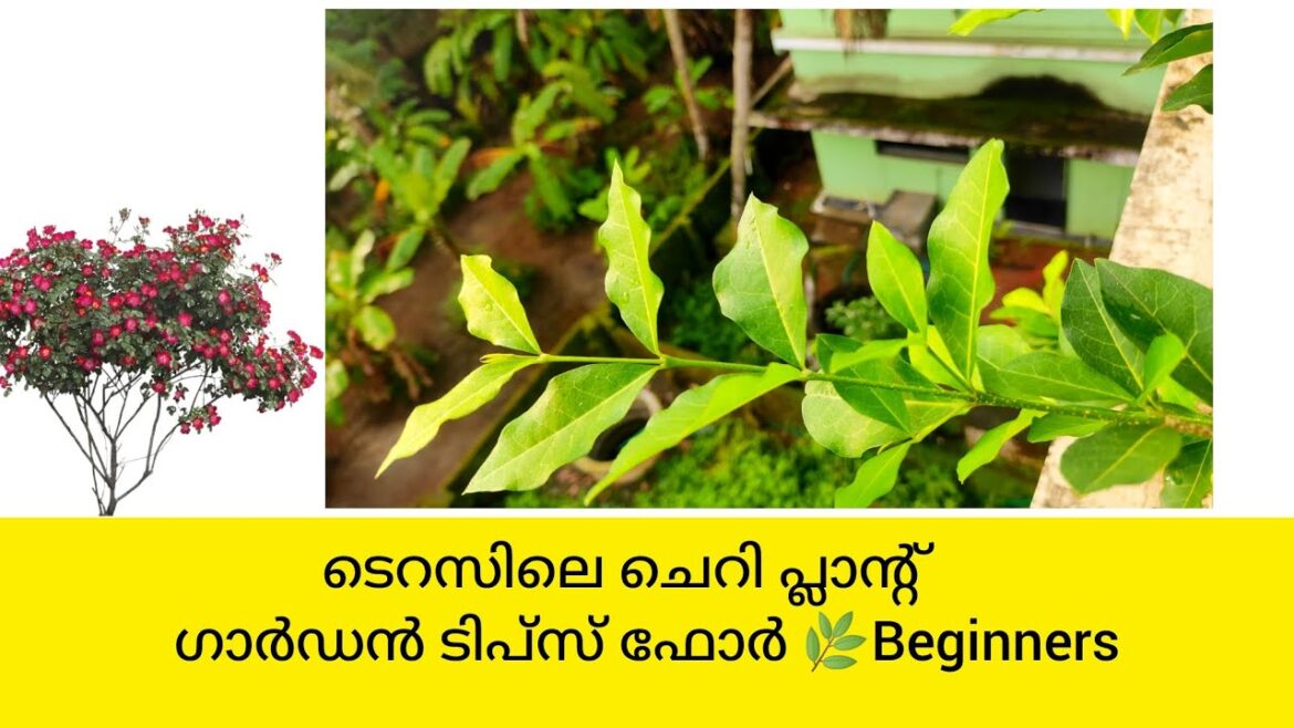 ചെറി🍒പ്ലാന്റ്💚 My small terrace garden tips for plant lovers🥰🌿its really works💚#gardenplants #plants
