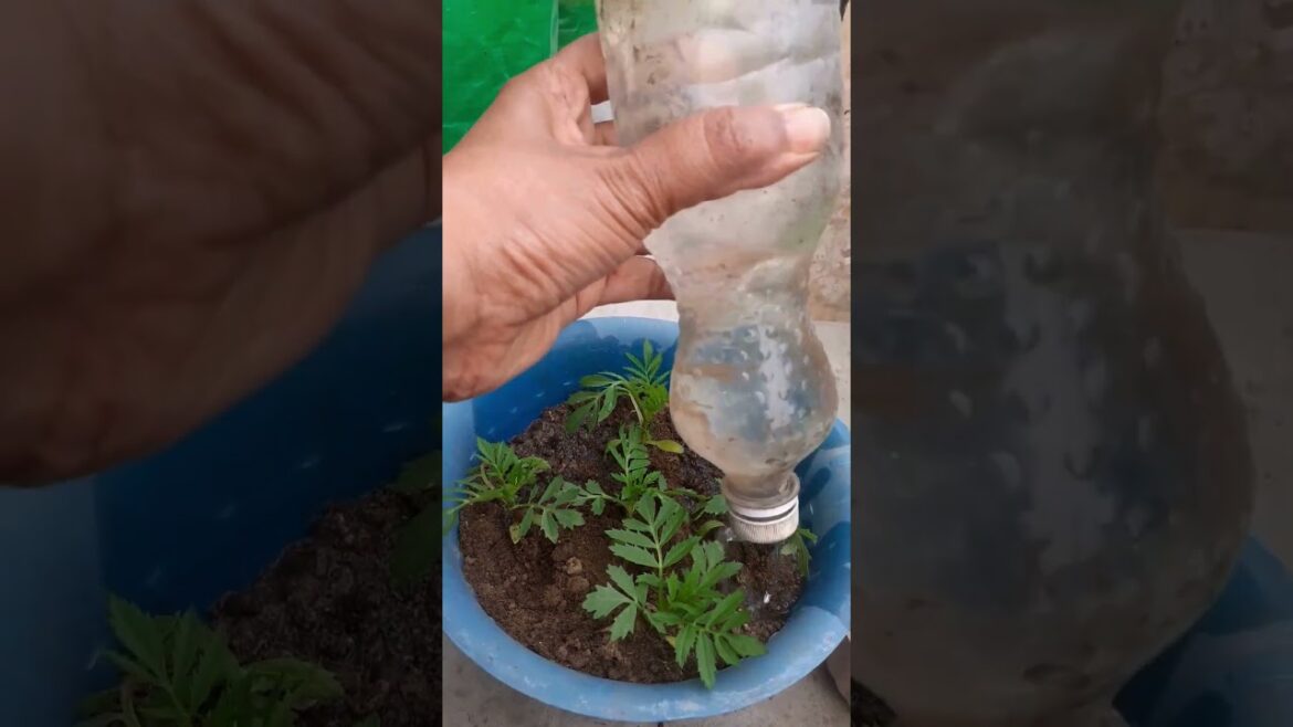 Grown Marigold Plants from Seeds, Time to Repot Baby Plants #shorts #gardening #flowernigplant