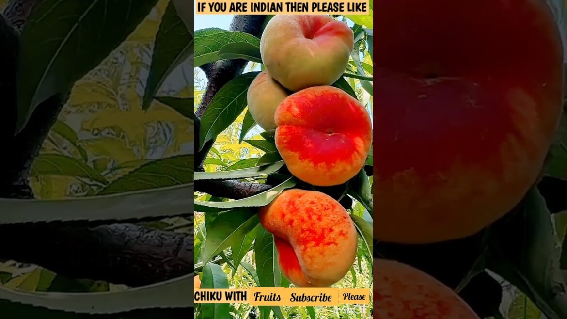 π Unbelievable Fruit Cutting Skills That Will WOW You! ππ”|#shorts #freshfruits #doremonfruits π Unbelievable Fruit Cutting Skills That Will WOW You! ππ"|#shorts #freshfruits #doremonfruits
