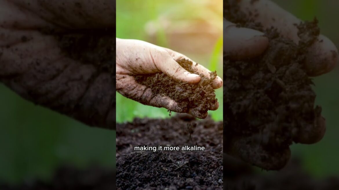 Using baking soda formula for vegetables #garderning #garding #vegetablegardening #viral #vypシ