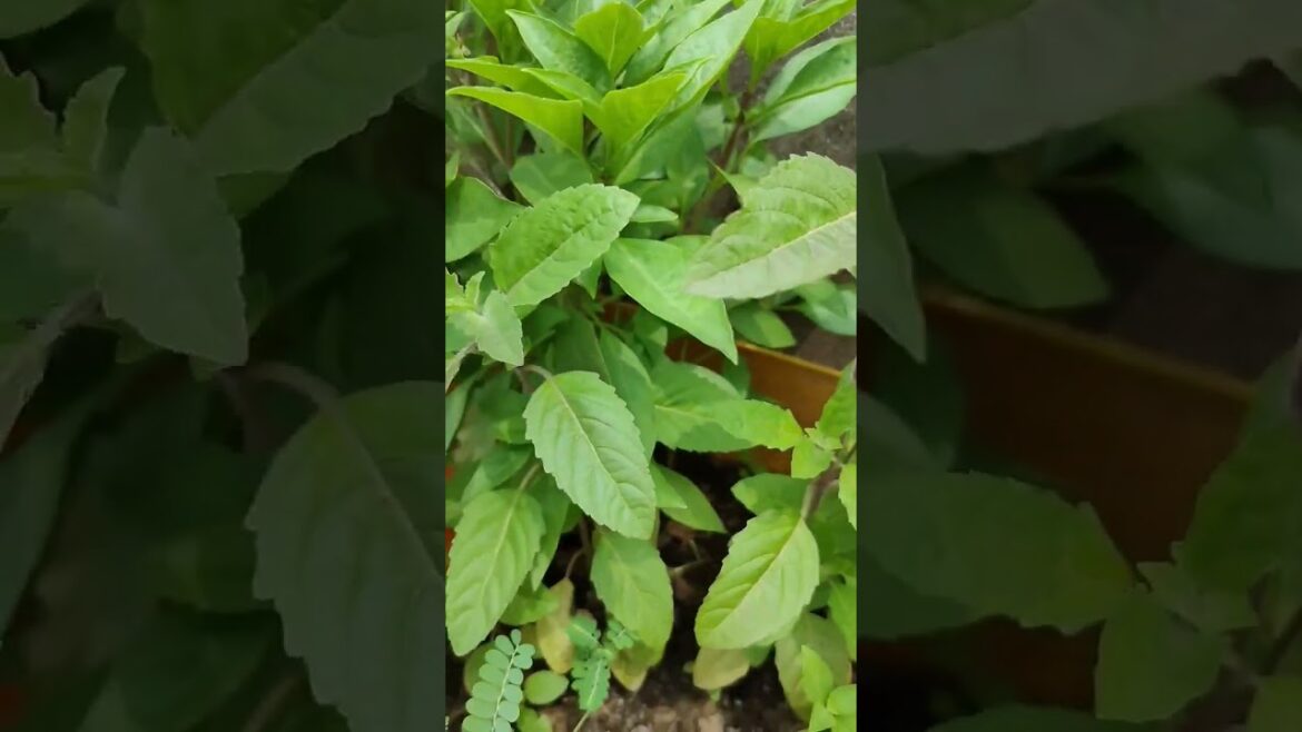 घर में तुलसी जी लगाने से होने वाले लाभ 🌿🙏🧿,|#trending #gardening #nature #plants #tulsi