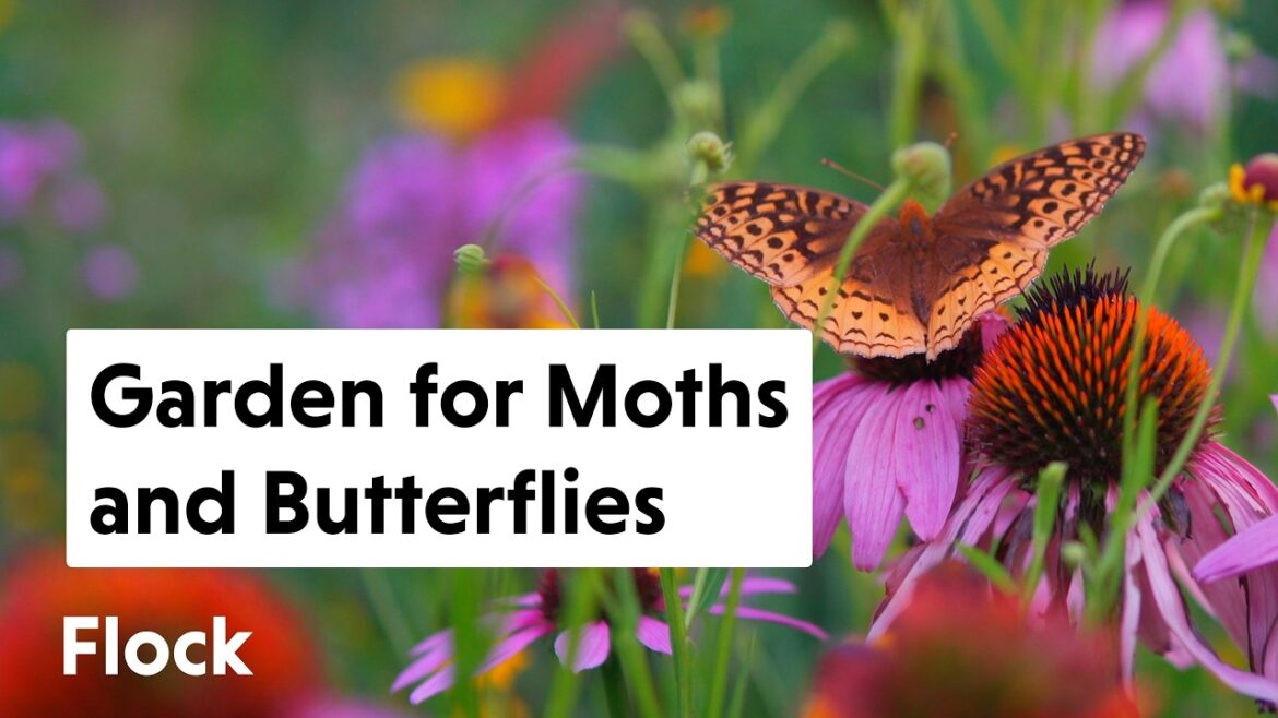 10 Tips to Attract BUTTERFLIES & MOTHS to Your Garden — Ep. 270