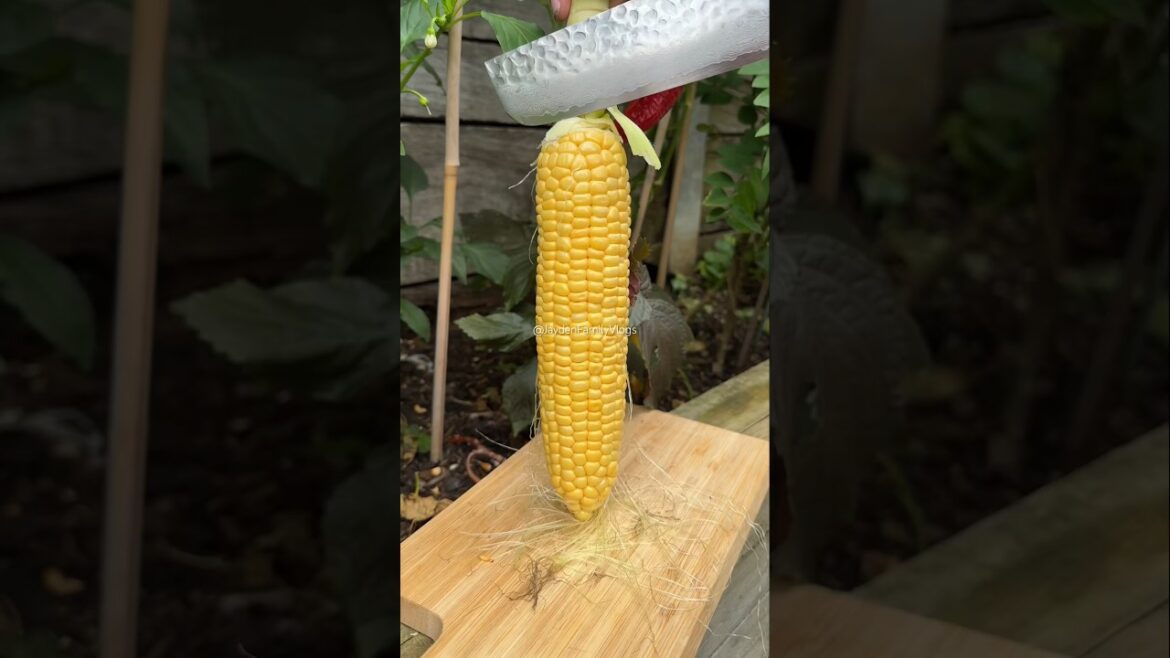 Tryouts my Japanese Knife 😱 #shorts #satisfying #corn #amazing #gardening Tryouts my Japanese Knife 😱 #shorts #satisfying #corn #amazing #gardening