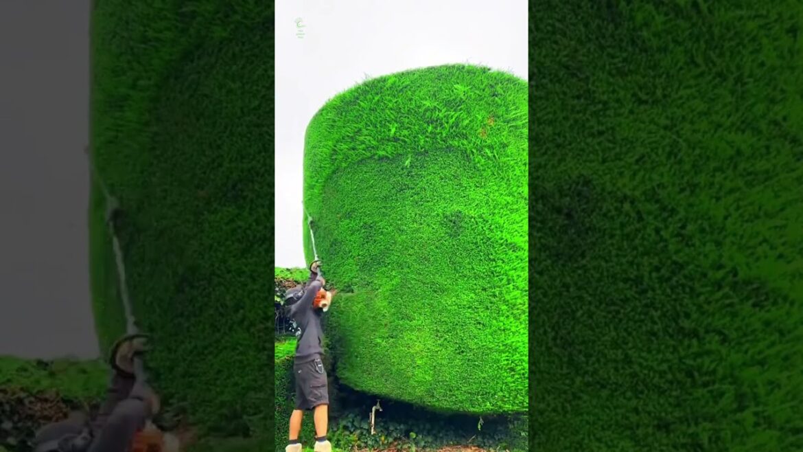 Satisfying garden work ๐๐#GardenWork #shorts #gardening #satisfying #work #gardenwork #grass Satisfying garden work ๐๐#GardenWork #shorts #gardening #satisfying #work #gardenwork #grass
