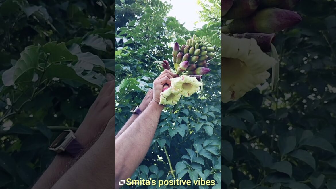 Amazing flower #ediblefood #amazing#shorts #viral#smita Amazing flower #ediblefood #amazing#shorts #viral#smita