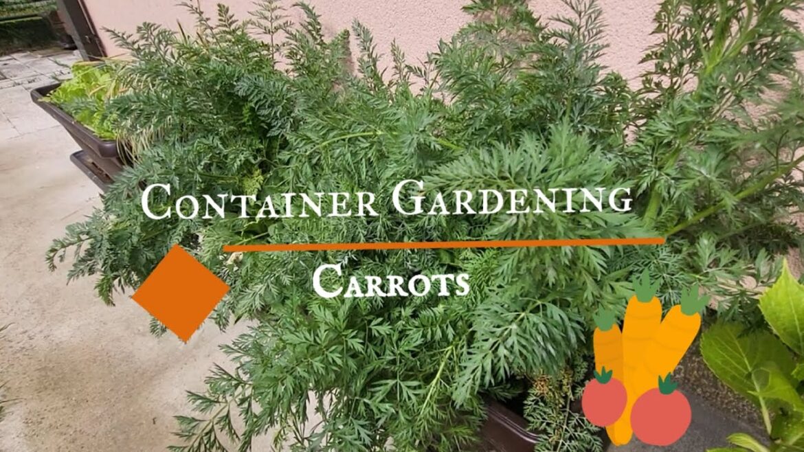 Container Gardening: Carrots 🥕