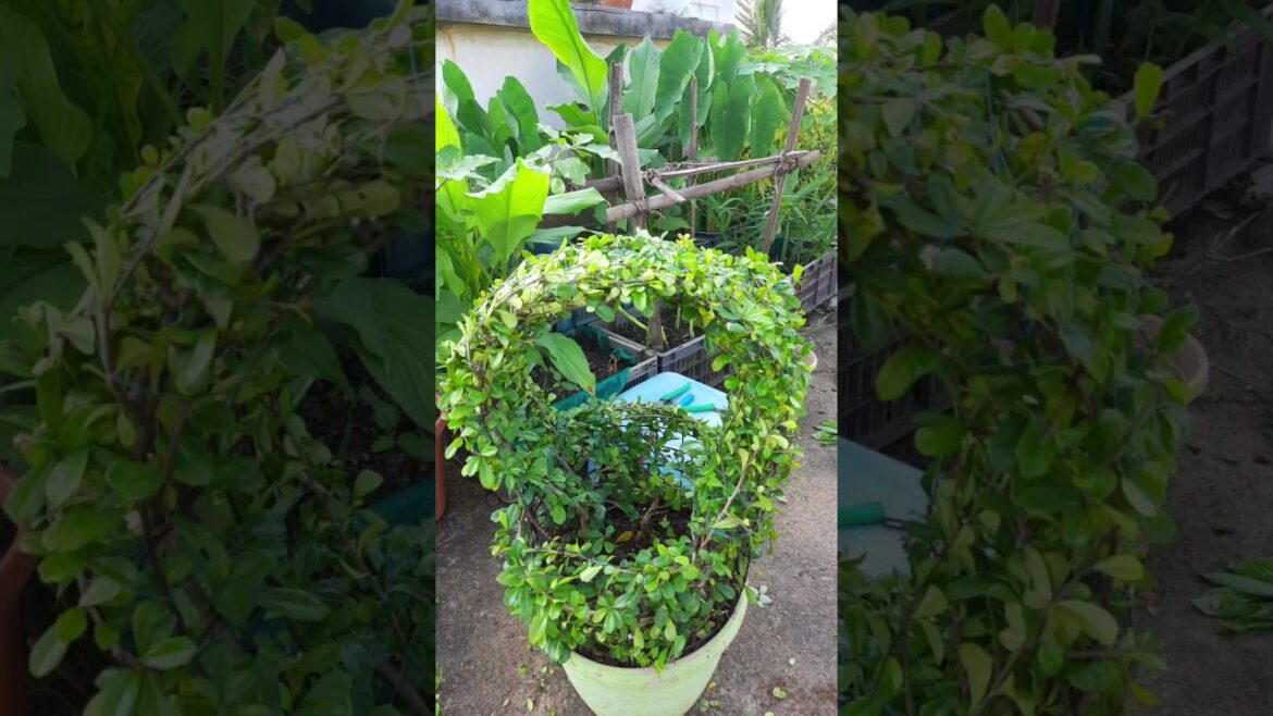 Malpighia plant topiary #youtubeshorts #basket design topiary #gardendesign #gardendecorationideas .