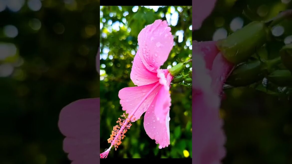 🌺 #shortsfeed #viralvideo #gardening #gardeningtips #viralshort #shortvideo