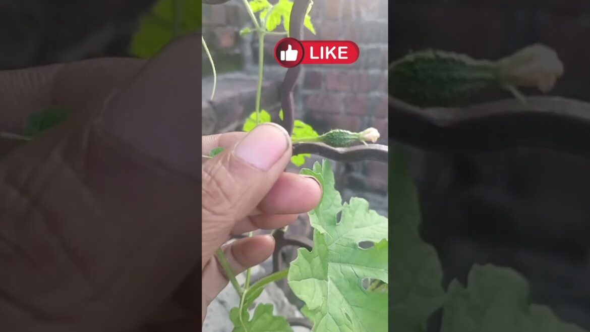 growing vegetables,vegetable gardening,fast growing vegetable,vegetable garden,#garden #viralshorts growing vegetables,vegetable gardening,fast growing vegetable,vegetable garden,#garden #viralshorts