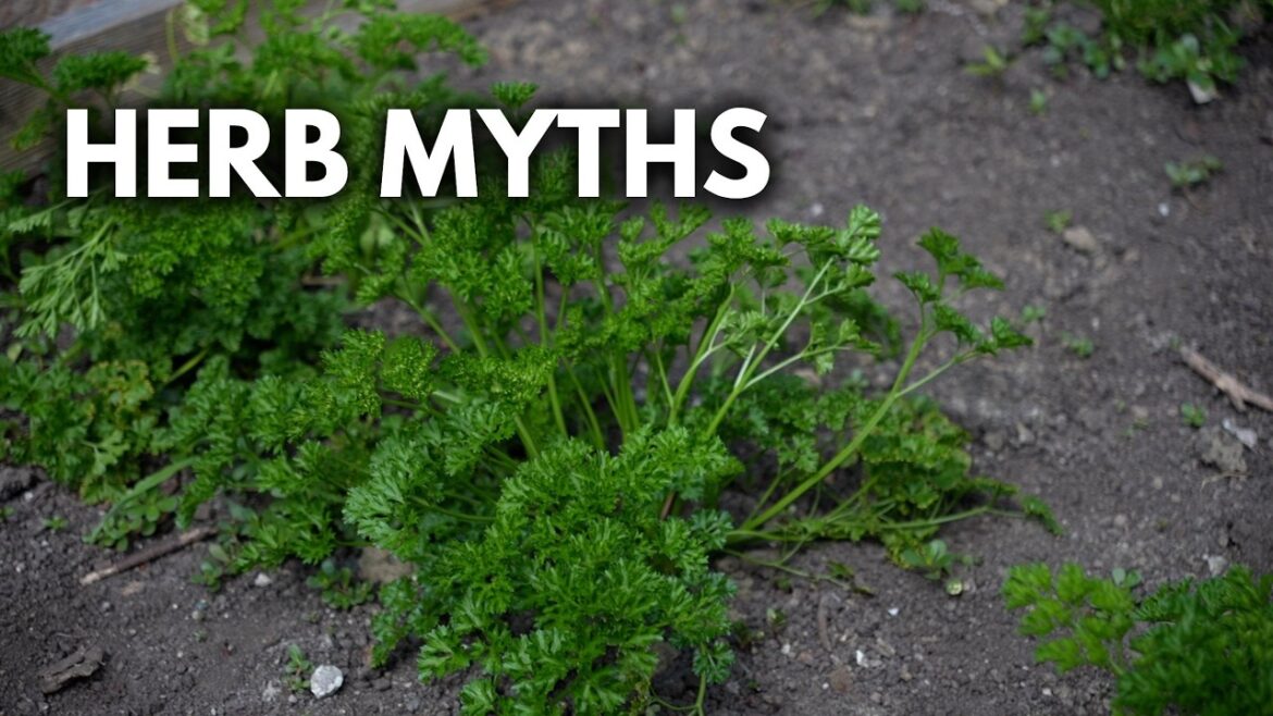 Herb Growing Myths BUSTED: What You Need to Know!