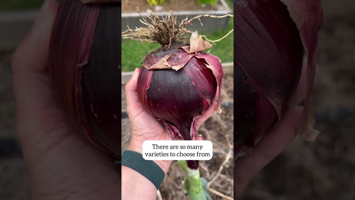 My Favorite Vegetable In My Garden #vegetablegarden