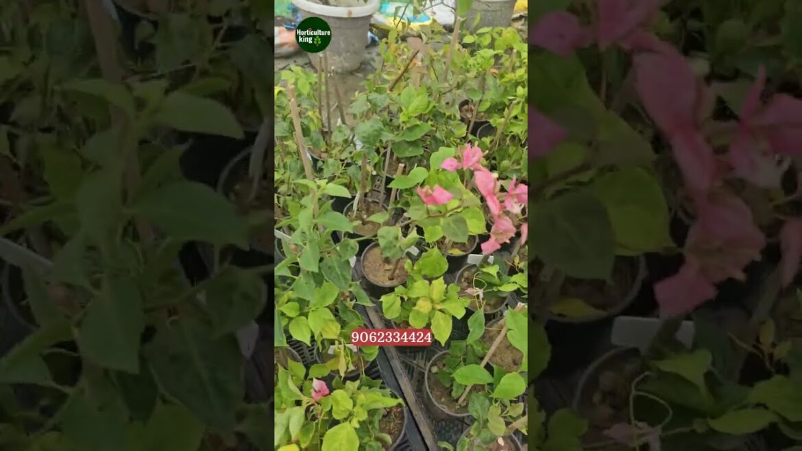 bougainvillea paperflower plant online sell very cheap price horticultureking bougainvillea paperflower plant online sell very cheap price horticultureking