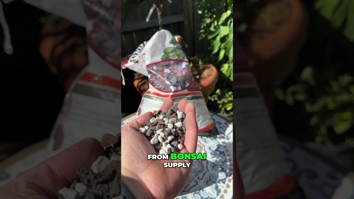 Fukien Tea Bonsai Tree Repot