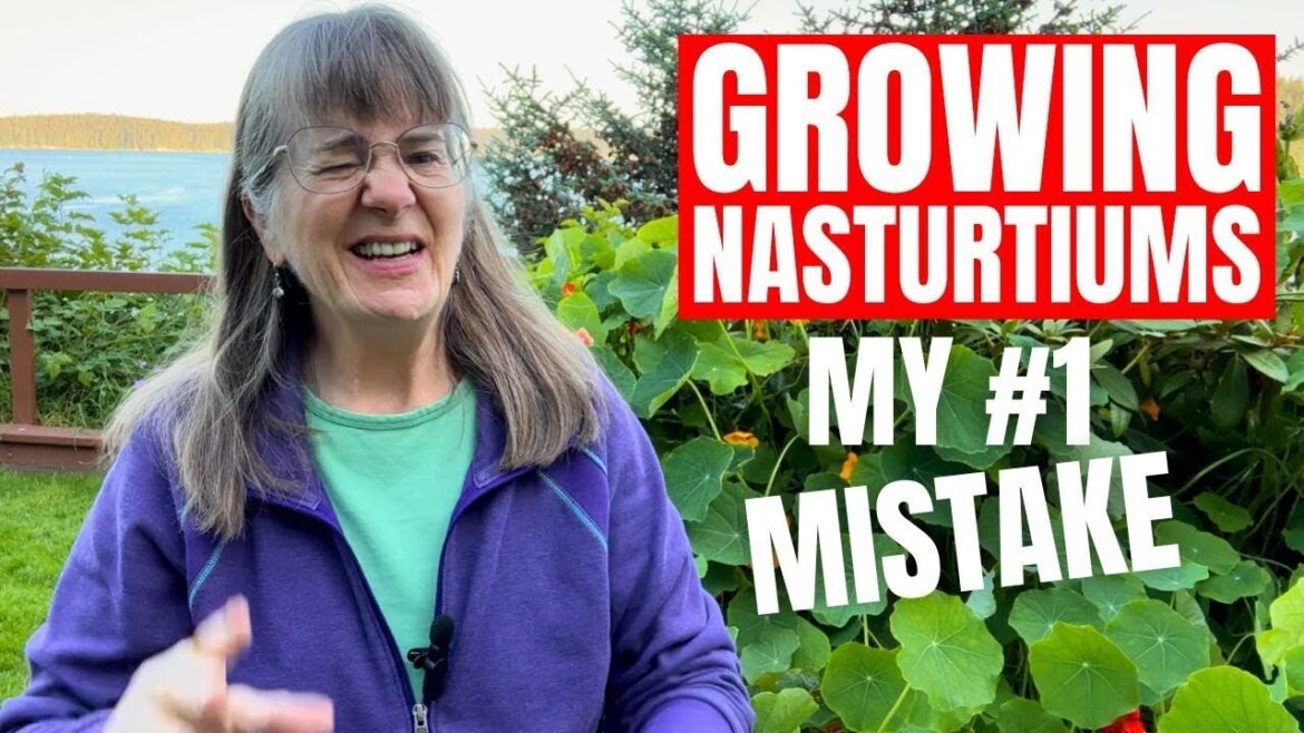 Growing Nasturtiums - 🌺 - Get Lots of Nasturtium Flowers, Not Leaves